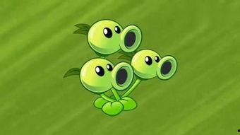 豆家族,营养丰富的植物王国探秘